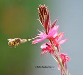 Honey bees will be among the topics at the UC Davis Department of Entomology and Nematology fall quarter seminars. This bee is heading toward gaura in early morning. (Photo by Kathy Keatley Garvey)